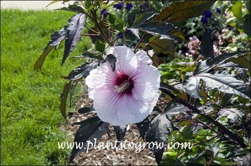 This flower is back lite from the sun and is a lighter pink than normal.